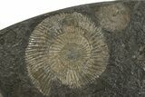 Dactylioceras Ammonite Cluster - Posidonia Shale, Germany #242679-1